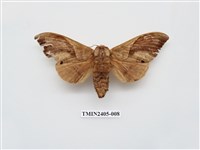 藏品(大褐斑枯葉蛾)的圖片